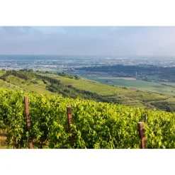 Massimago Wine Relais - Wine Tasting & Nature - 5 Days 4 Nights - Avvenice