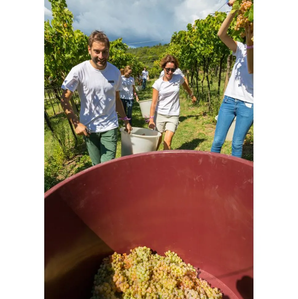 Massimago Wine Relais - Wine Tasting & Nature - 5 Days 4 Nights - Avvenice