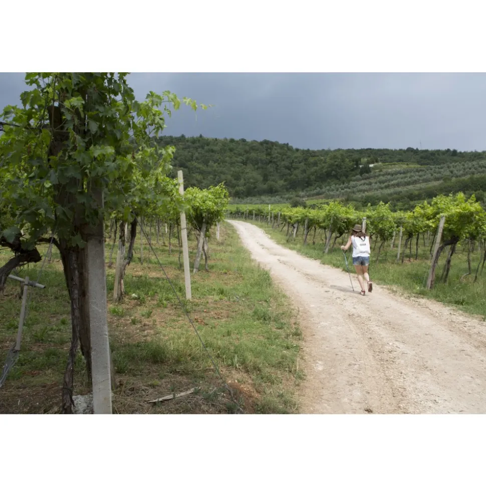 Massimago Wine Relais - Wine Tasting & Nature - 5 Days 4 Nights - Avvenice