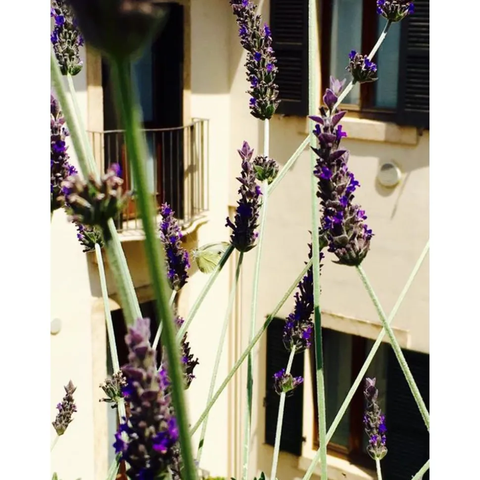 Massimago Wine Suites - Verona Experience - 3 Days 2 Nights - Avvenice