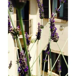 Massimago Wine Suites - Verona Experience - 5 Days 4 Nights - Avvenice