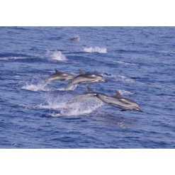 Monte Carlo Travel 1985 - Yacht Excursion - Yacht - Monte-Carlo - Exclusive Luxury - Avvenice