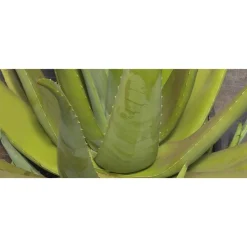 Naturalis Bio Resort & Spa - Winter in Relax - 3 Days 2 Nights - Avvenice