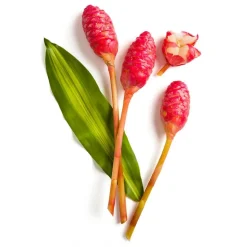 Nu Skin - Epoch Ava Puhi Moni Anti-Dandruff Shampoo - 250 ml - Body Spa - Beauty - Professional Spa Equipment - Avvenice