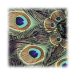 Pasotti Ombrelli 1956 - 189 Hawaii P5 - Black Umbrella with Peacock Interior - Luxury Artisan High Quality Umbrella - Avvenice