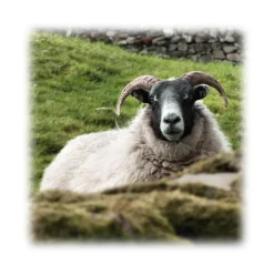 Pasotti Ombrelli 1956 - 142 Milford-6 CM - Umbrella with Mutton Horn - Ovis Aries - Luxury Artisan High Quality Umbrella - Avvenice