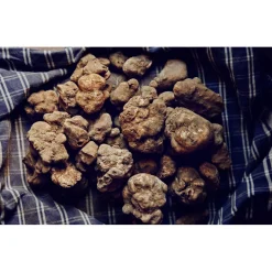 Savini Tartufi - Truffle Discovery - Truffle Experience - Guided Tour, Truffle Hunt and Tasting - Daily - Avvenice