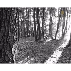 Savini Tartufi - Truffle Discovery - Truffle Experience - Guided Tour, Truffle Hunt and Tasting - Daily - Avvenice