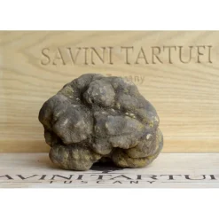 Savini Tartufi - Truffle Discovery - Truffle Experience - Guided Tour, Truffle Hunt and Tasting - Daily - Avvenice