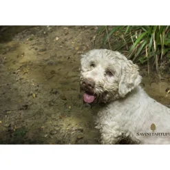 Savini Tartufi - Truffle Discovery - Truffle Experience - Guided Tour, Truffle Hunt and Tasting - Daily - Avvenice