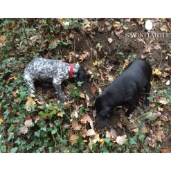 Savini Tartufi - Truffle Discovery - Truffle Experience - Guided Tour, Truffle Hunt and Tasting - Daily - Avvenice