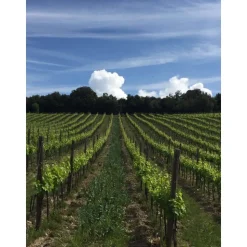 Tenuta l'Impostino - Maremma - 4 Days 3 Nights - Avvenice