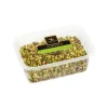 Vincente Delicacies - Pistachio Grain of Sicily - Dried Fruits in Ribbon Box - Avvenice