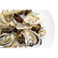 Wilde Wadoesters - Wild Oysters - 300 - Handpicked on the Wadden Sea - UNESCO World Heritage Site - Avvenice