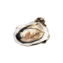 Wilde Wadoesters - Wild Oysters - 50 - Handpicked on the Wadden Sea - UNESCO World Heritage Site - Avvenice