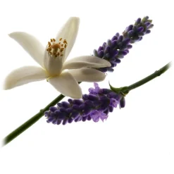 Yves Saint Laurent - Libre Eau De Parfum - The New Fragrance of Freedom - For Those Who Live by Their Own Rules - Luxury - 50 ml - Avvenice