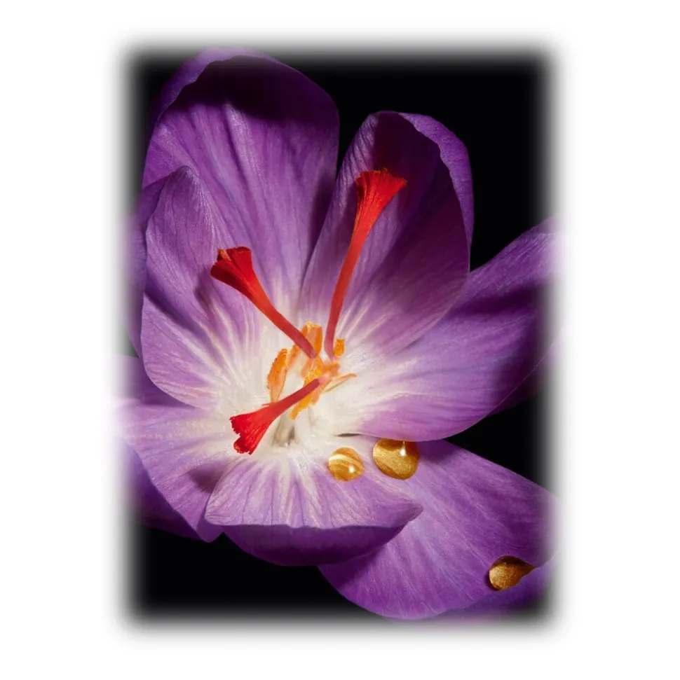 Yves Saint Laurent - Or Rouge Crème Regard - Accelerate The Renewal of Delicate Skin in and Around your Eye Area - Luxury - Avvenice